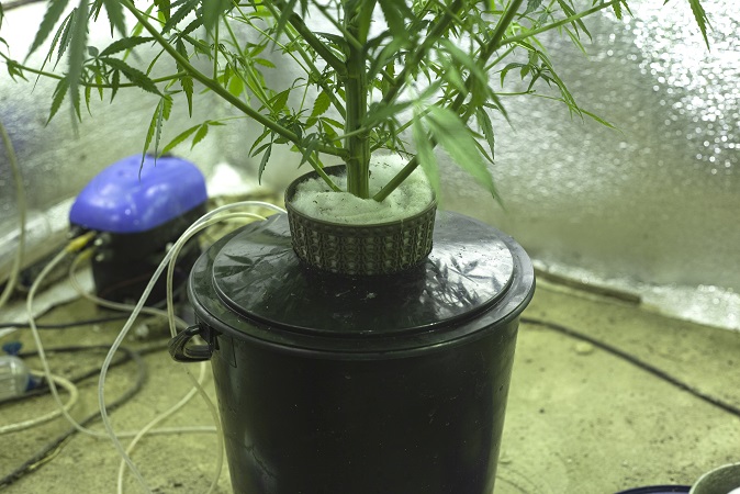 cannabis hydroponic guide