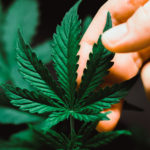 Cannabis vegetative stage