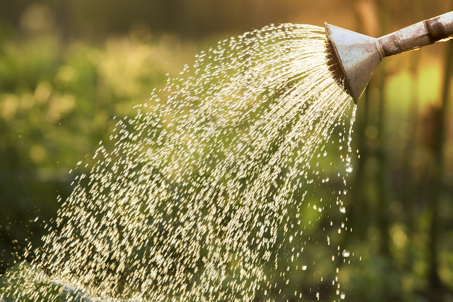 automated watering cannabis