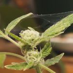 cannabis plant pests