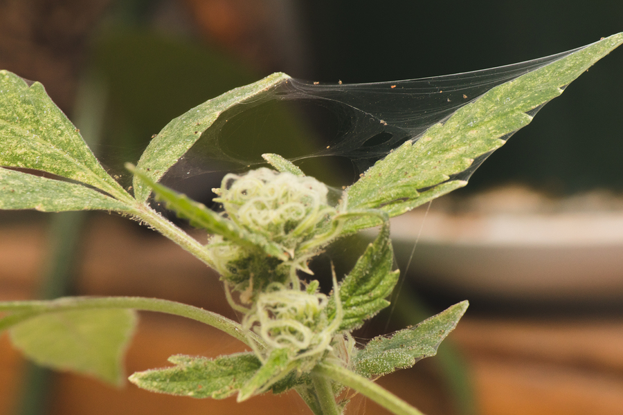 cannabis plant pests