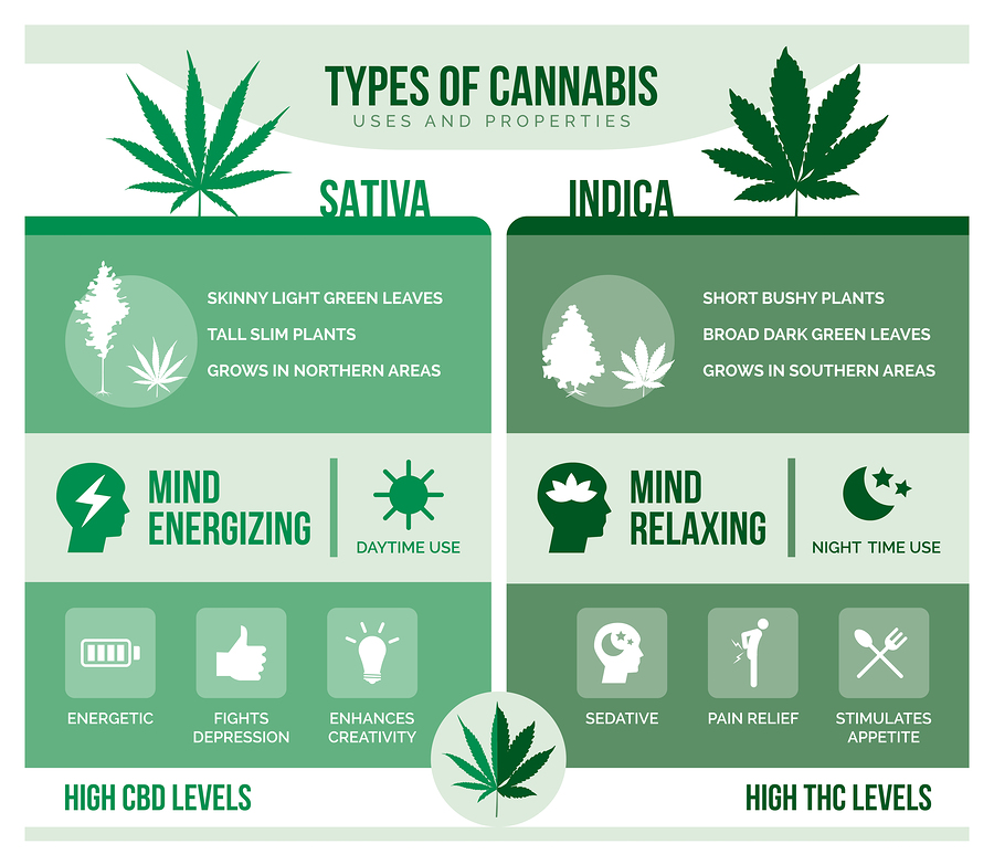 cannabis indica vs sativa: what's the difference?