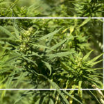 Growing High-CBD Cannabis vs Growing High THC Cannabis