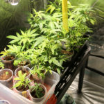 create best environment for weed plants