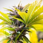 find the right cannabis strain to grow