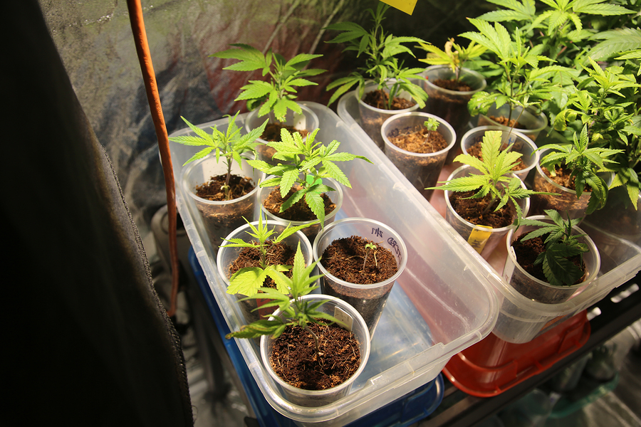 how to increase your cannabis yields