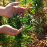 Top 10 Sativa Cannabis Strains
