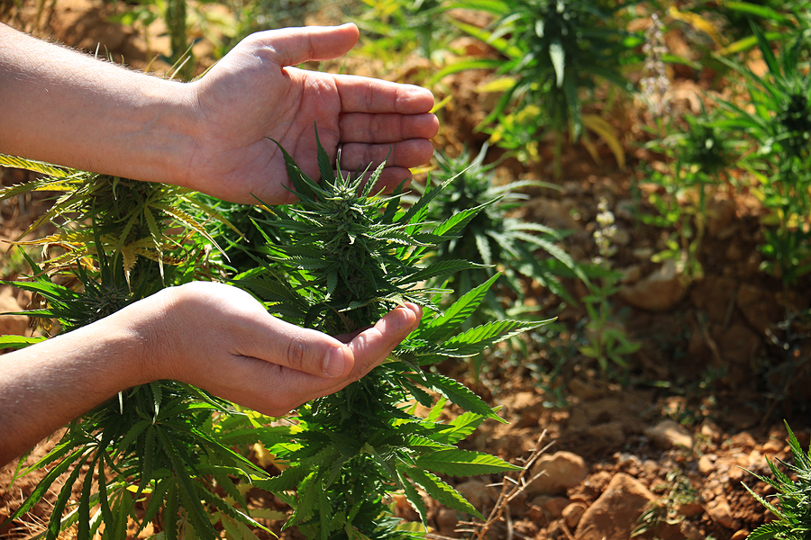 Top 10 Sativa Cannabis Strains