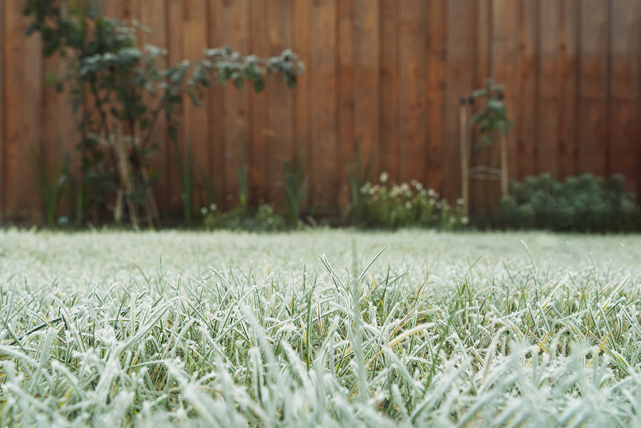 grow cannabis in winter