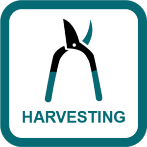 cannabis harvesting stage guide