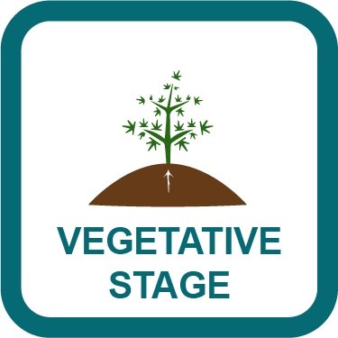 Vegetative Stage Guides - Max's Indoor Grow Shop