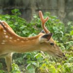 the best ways to keep cannabis out of your deer garden