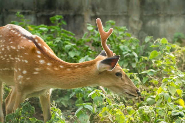 the best ways to keep cannabis out of your deer garden