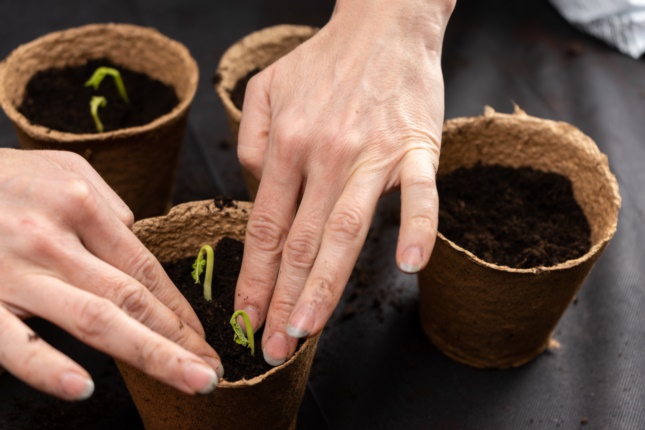 cannabis grow mediums and containers