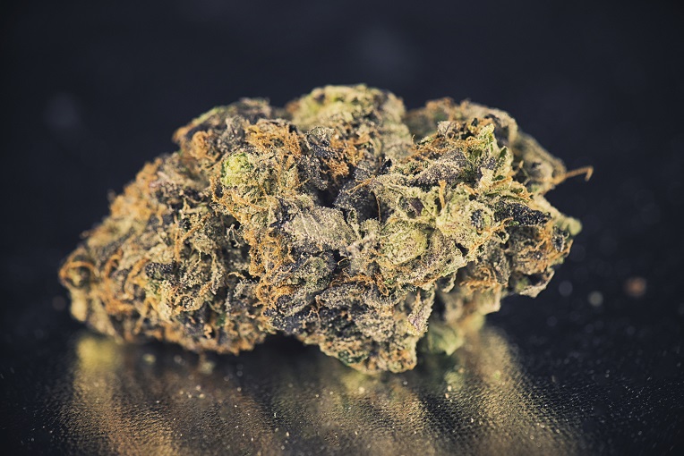 best mold-resistant-cannabis strains