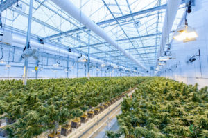 how to start a marijuana grow op